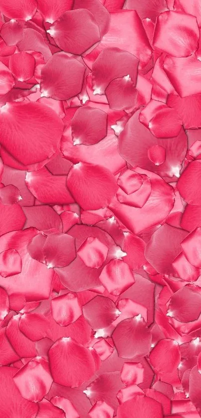 Vibrant pink rose petals mobile wallpaper.