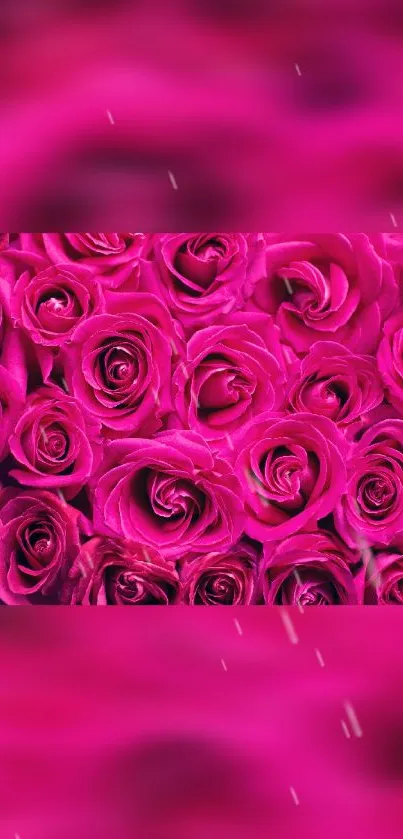 Vibrant pink rose petals in focus with a blurred background.