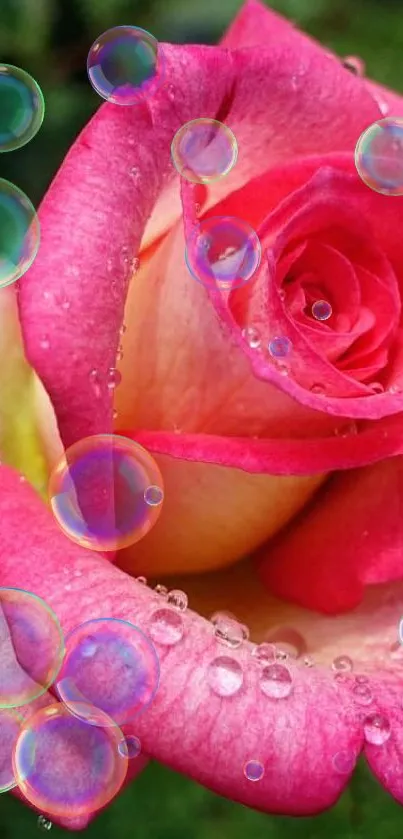 Close-up of a vibrant pink rose with dewdrops on its petals.