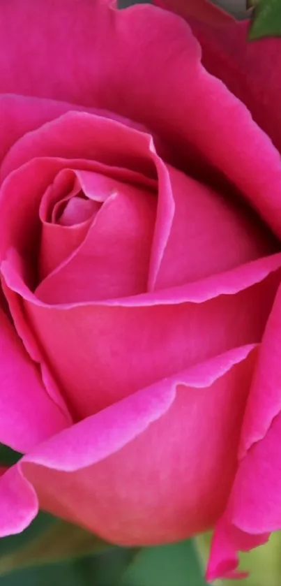 Close-up of a vibrant pink rose in full bloom with lush green leaves.