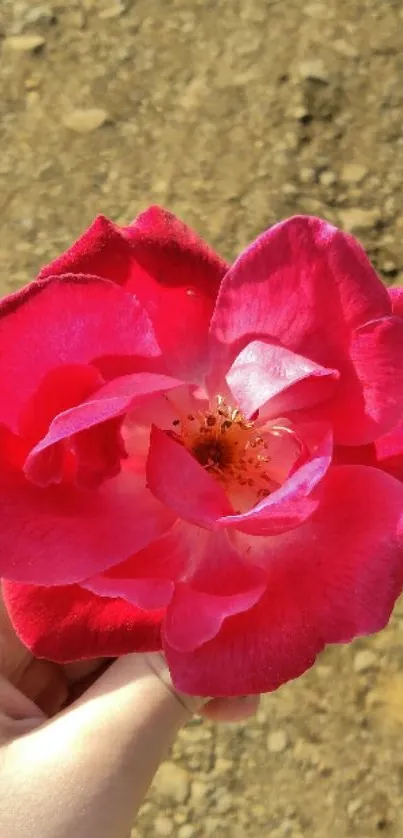 Hand holding a vibrant pink rose against a natural background.