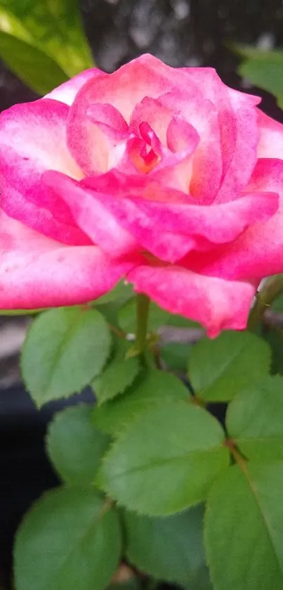 Close-up image of vibrant pink rose with green leaves.