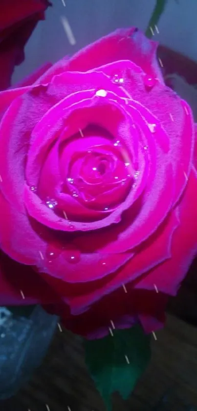 Close-up of a vibrant pink rose with dewdrops on petals.