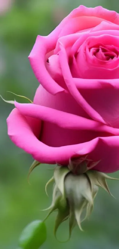 Close-up of a vibrant pink rose with a blurred green background.