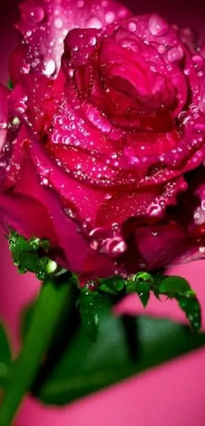 Close-up of a vibrant pink rose with water droplets on petals.