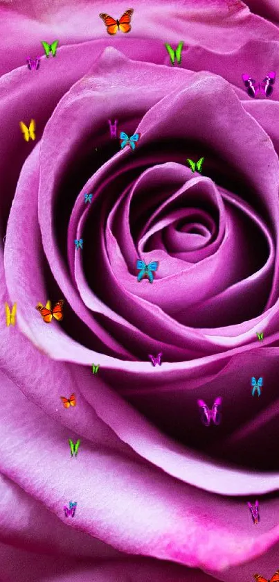 Close-up view of a vibrant pink rose flower.