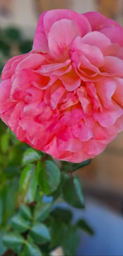 Stunning mobile wallpaper of a vibrant pink rose with green leaves.