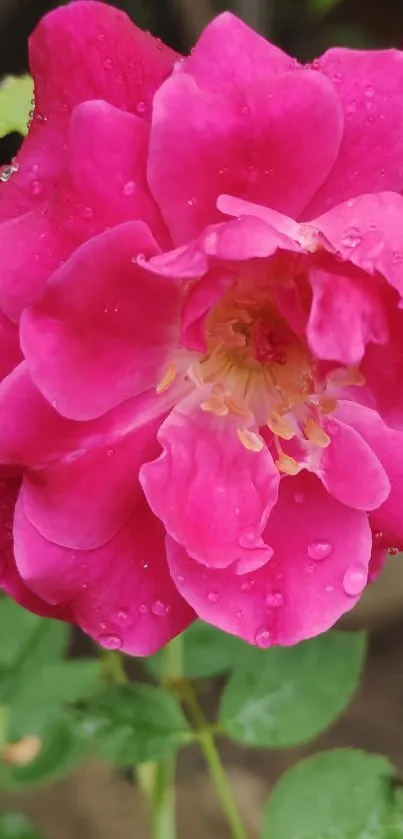 Close-up of vibrant pink rose with dewdrops on petals.