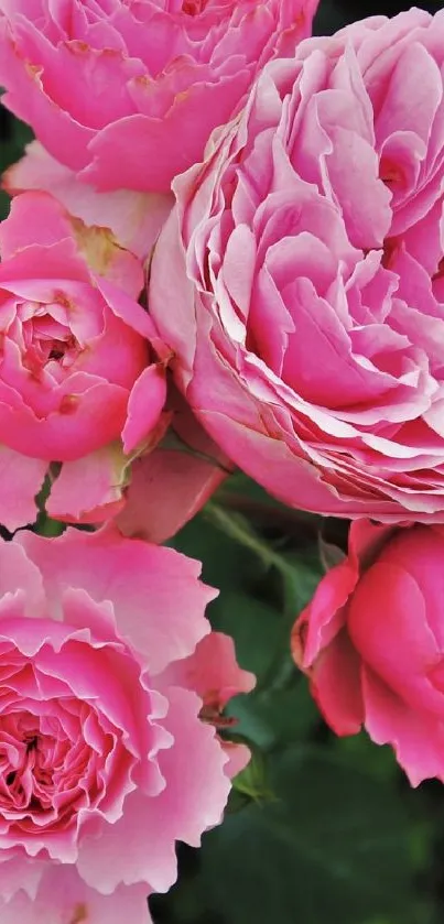 Vibrant pink rose wallpaper with lush petals.