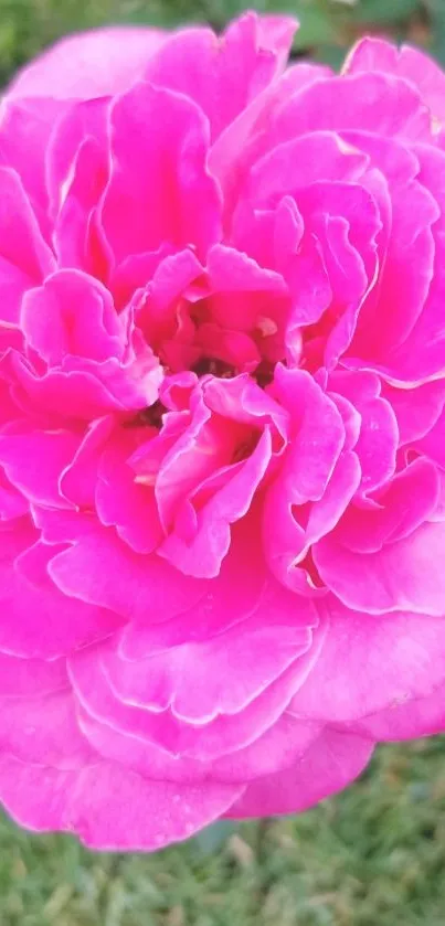 Close-up of a vibrant pink rose in full bloom.