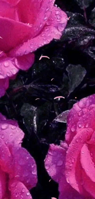 Vibrant pink roses with dewy petals and dark green leaves as mobile wallpaper.