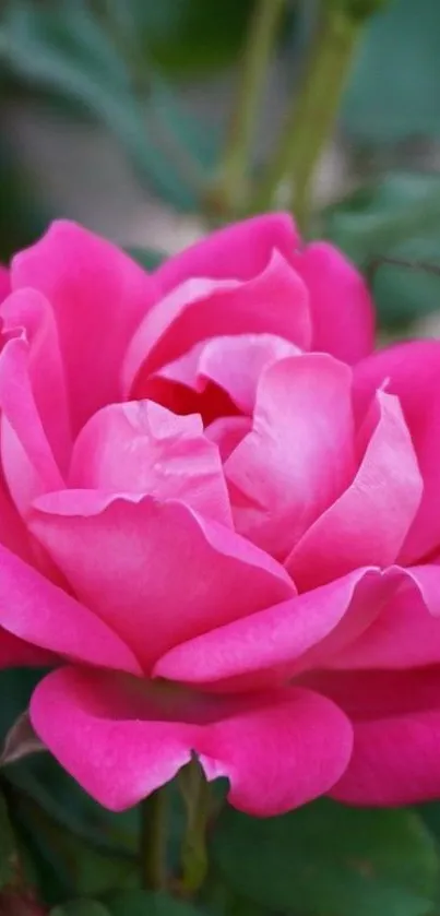 Vibrant pink rose in full bloom, ideal for mobile wallpaper.