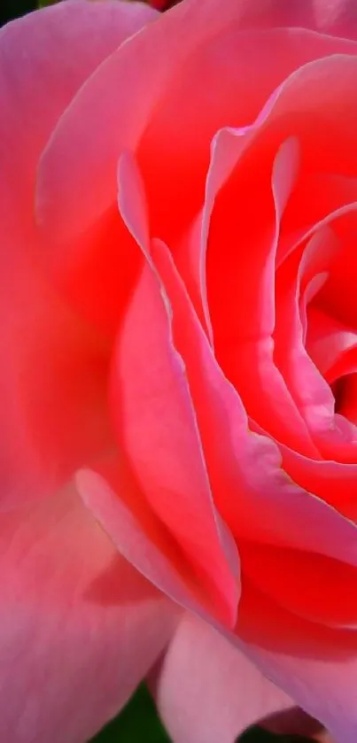 Close-up of a pink rose with black bars on a wallpaper.