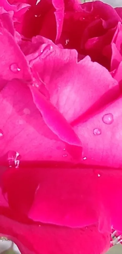 Close-up of a vibrant pink rose with water droplets.