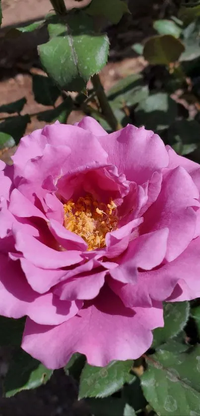 A vibrant pink rose bloom with lush green leaves in natural light.