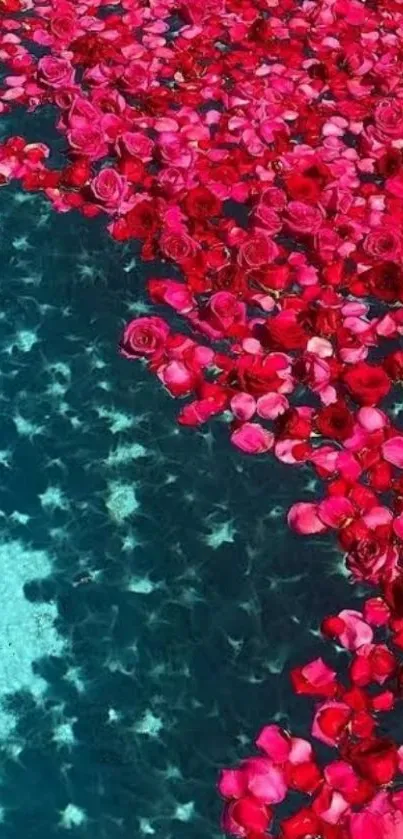 Vibrant pink rose petals on turquoise water background.