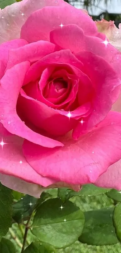 A vibrant pink rose in full bloom with lush green leaves in the background.