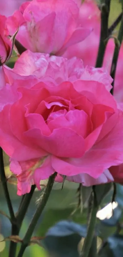 Vibrant pink roses blooming in the garden.