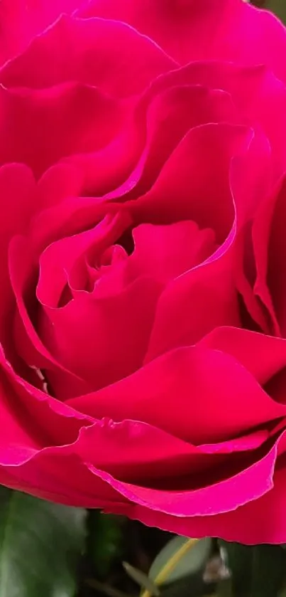 Close-up of a vibrant pink rose with delicate petals.