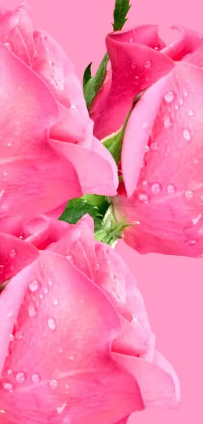 Pink roses with dew on petals, vibrant background.