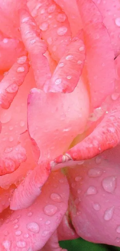 Closeup of a vibrant pink rose with dew drops on petals.
