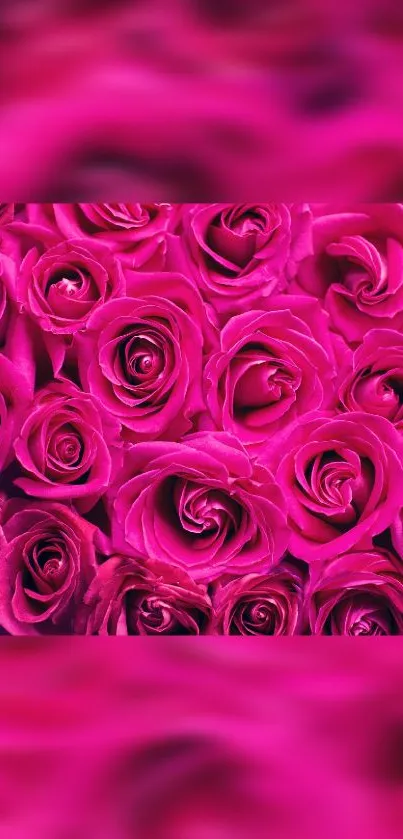 Vibrant cluster of pink roses filling mobile wallpaper.