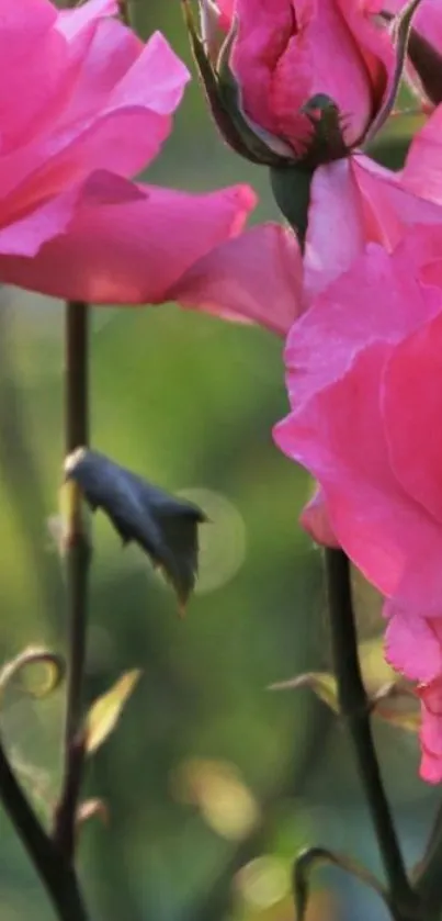 Vibrant pink roses with blurred green background.