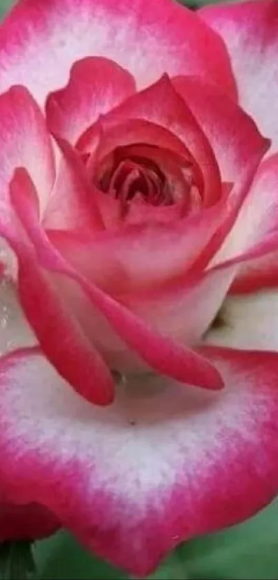 Beautiful vibrant pink rose with lush green leaves.