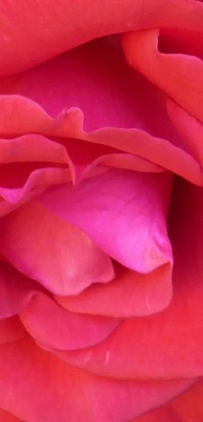 Closeup of a vibrant pink rose with detailed petals.