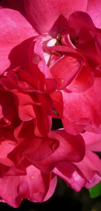 Close-up of vibrant pink roses with green leaves.