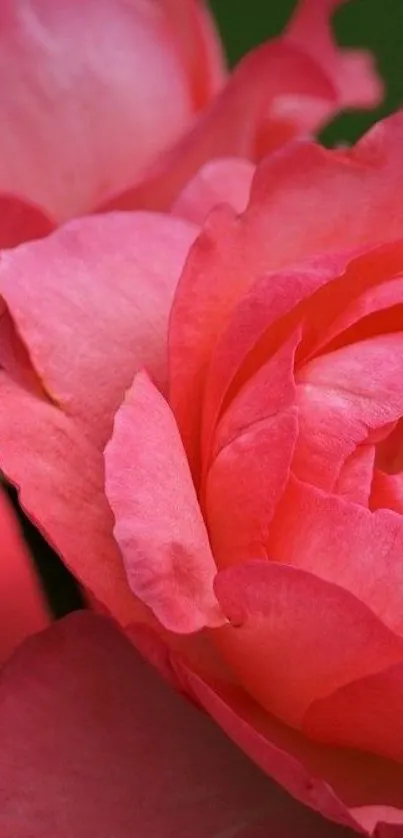 Close-up of vibrant pink rose petals in full bloom.