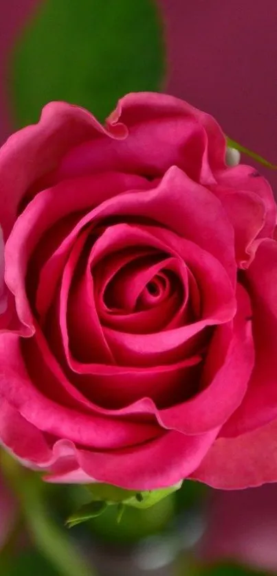 Close-up of a vibrant pink rose with rich petals.