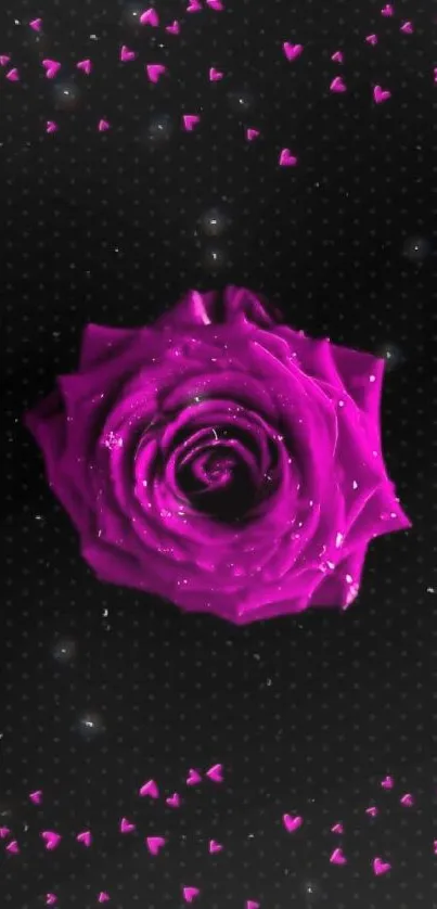 Vibrant pink rose on dark background wallpaper.