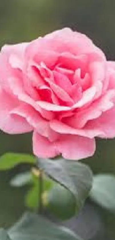 Vibrant pink rose with green leaves against a dark background.