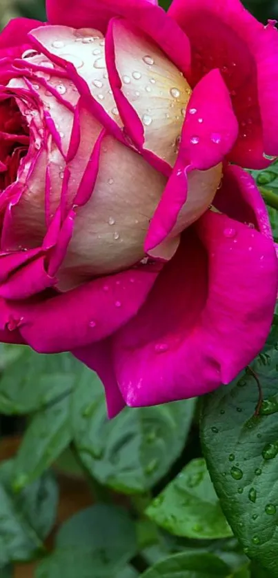 Vibrant pink rose with dewdrops and green leaves.