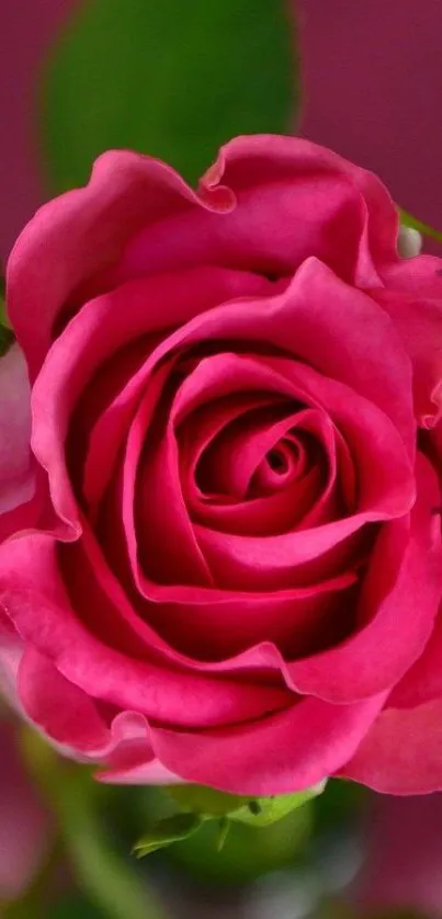 Close-up of a vibrant pink rose in bloom on a green background.