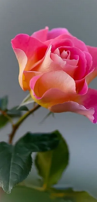 Vibrant pink rose with green leaves on a wallpaper.