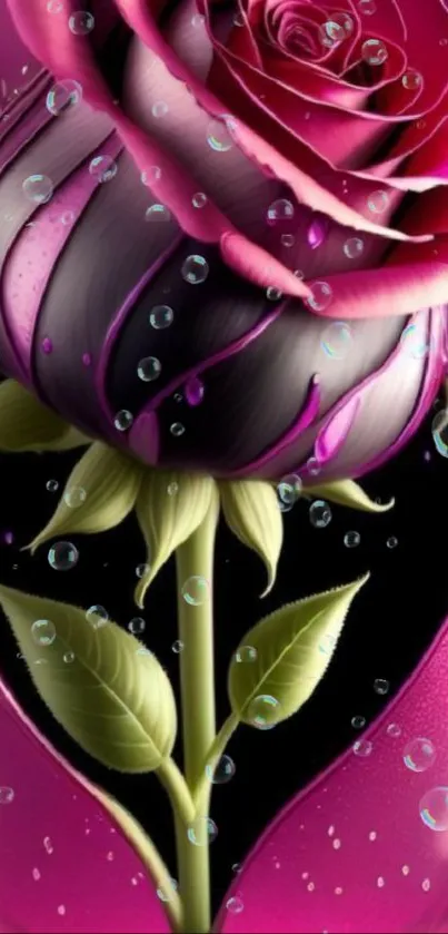 Pink rose with water droplets and green leaves on a black background.
