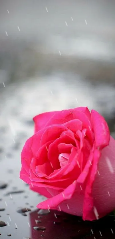 Vibrant pink rose with water droplets on petals.