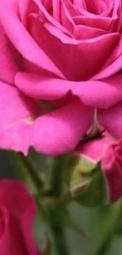 Vibrant pink rose close-up wallpaper with buds.