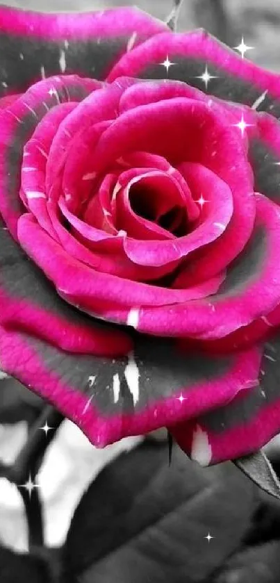 Close-up of a vibrant pink rose highlighted against a monochrome background.