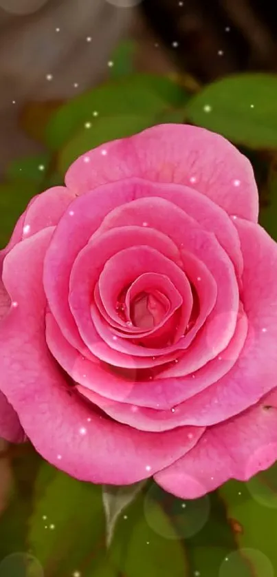 A close-up of a vibrant pink rose with lush green leaves.