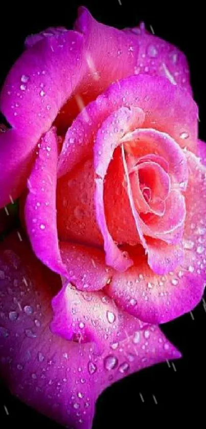 Close-up of a vibrant pink rose with droplets.