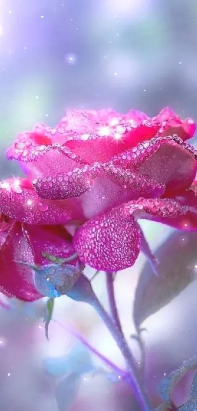 Pink rose with dewdrops against a blue and purple background.