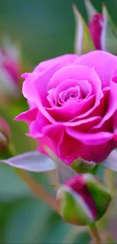 Vibrant pink rose with green buds on mobile wallpaper.