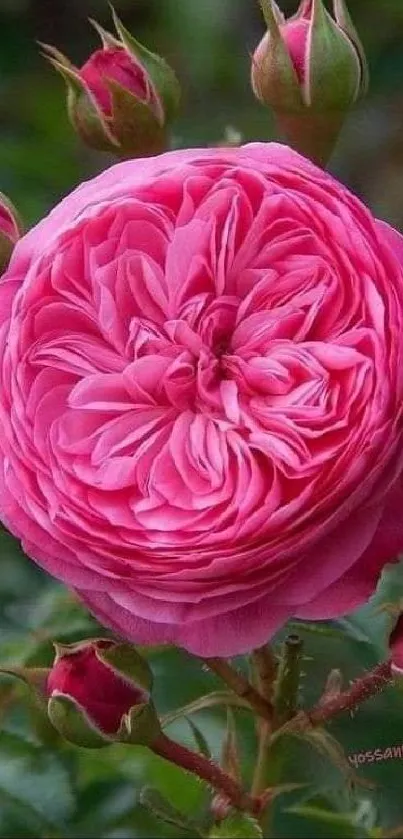 Close-up of a vibrant pink rose with lush green leaves in the background.