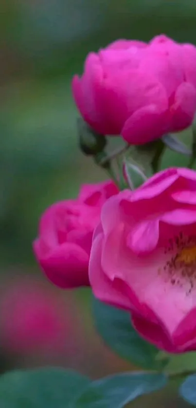 Vibrant pink roses with lush green leaves.