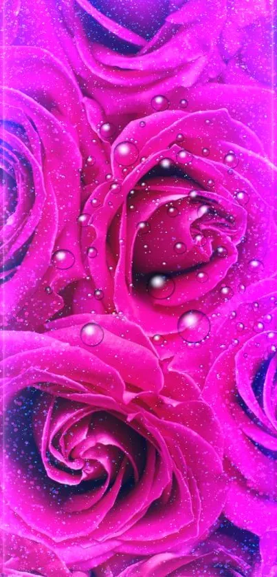 Vibrant pink rose wallpaper with water droplets showcasing floral beauty.