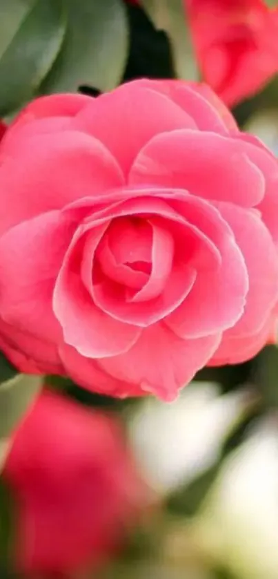 Vibrant pink rose with green leaves.