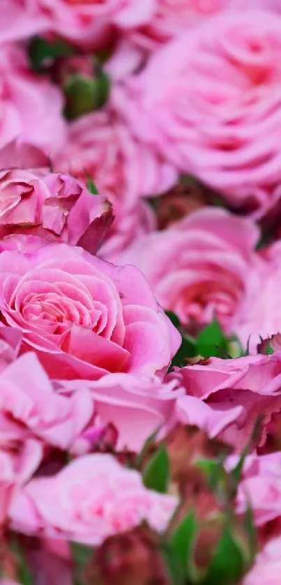 Beautiful pink roses creating a vibrant floral wallpaper ideal for nature enthusiasts.